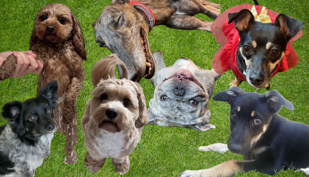 International Dog Day at Iglu Mascot!