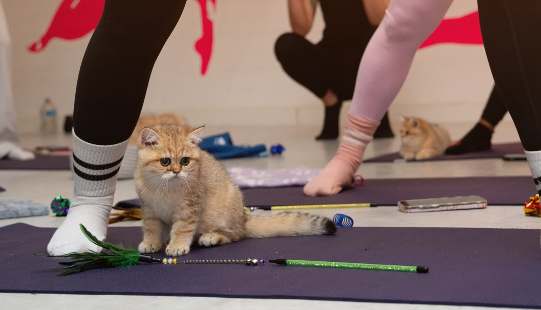Kitty Yoga!