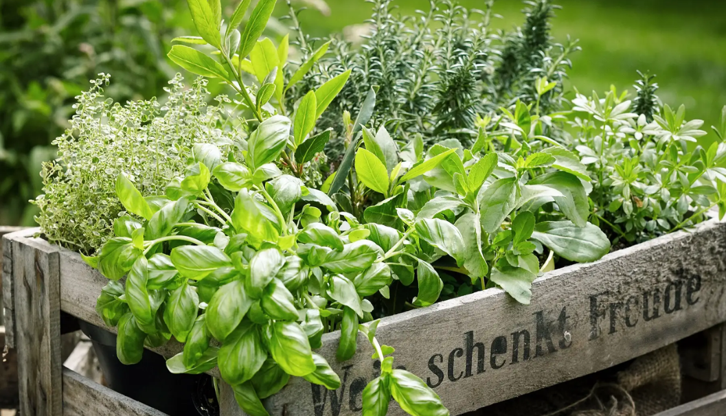 Planting Herb Garden