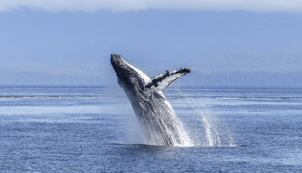 Whale Watching